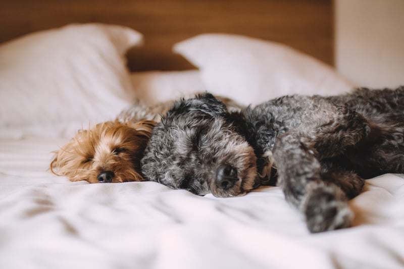 Comfortable Pillow