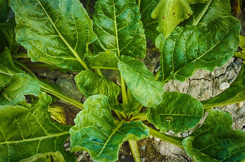 Leafy Greens